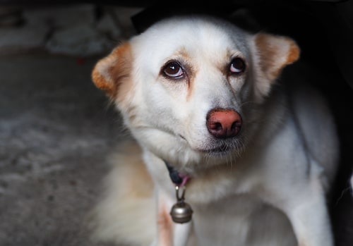 A white dog with tan ears and a bell collar sits on the concrete floor, perhaps pondering why its farts smell so bad.