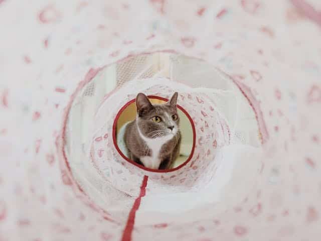 A cat sits inside a circular tunnel with patterned fabric, peering through an opening, much like someone seeking comfort on Pink Shirt Day.