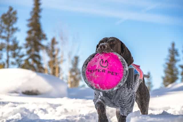 In a snowy landscape, a dog proudly carries a bright pink Hyper Pet frisbee in its mouth, resembling the spirit of Pink Shirt Day. Trees and a clear blue sky add to the serene backdrop.