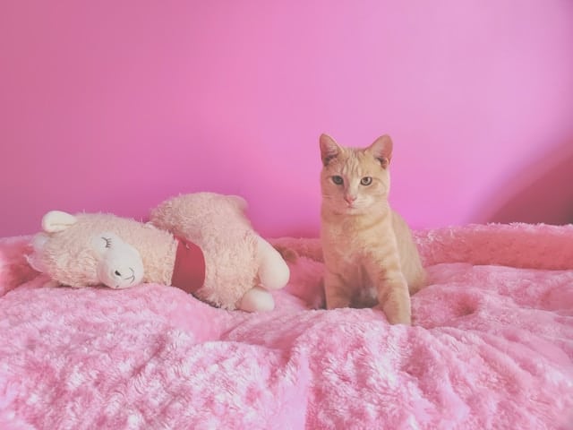 A ginger cat lounges on a pink fluffy blanket beside a plush llama toy, against a pink wall backdrop, showcasing the spirit of Pink Shirt Day and spreading awareness for Anti-Bullying Day in New Zealand.
