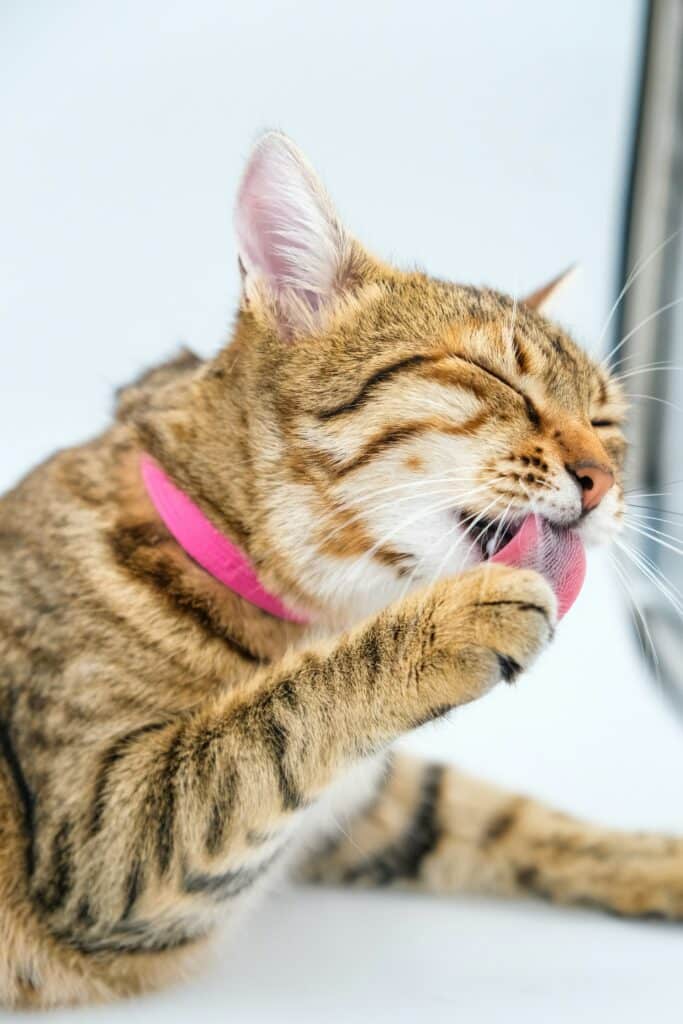 A tabby cat wearing a pink collar reminiscent of this anti bullying day in NZ is licking its paw while lying down. Its eyes are closed, and it appears relaxed against a light background.