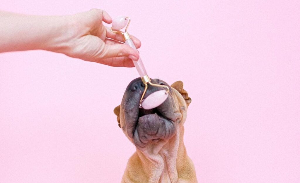 Against a pink background, reminiscent of Pink Shirt Day, a wrinkly dog enjoys the soothing touch of a jade roller, highlighting the gentle power of kindness.