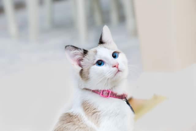 A white and beige cat with blue eyes, sporting a pink collar reminiscent of Pink Shirt Day, gazes upward.
