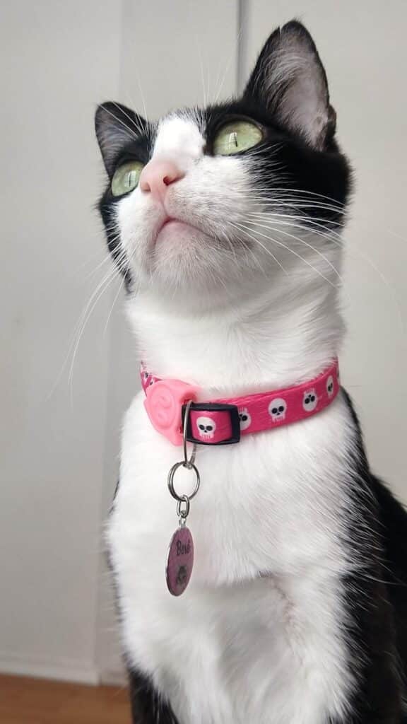 A black and white cat, celebrating this anti bullying day in NZ, sports a vibrant pink collar adorned with skull designs and a pendant, sitting upright while gazing upwards.