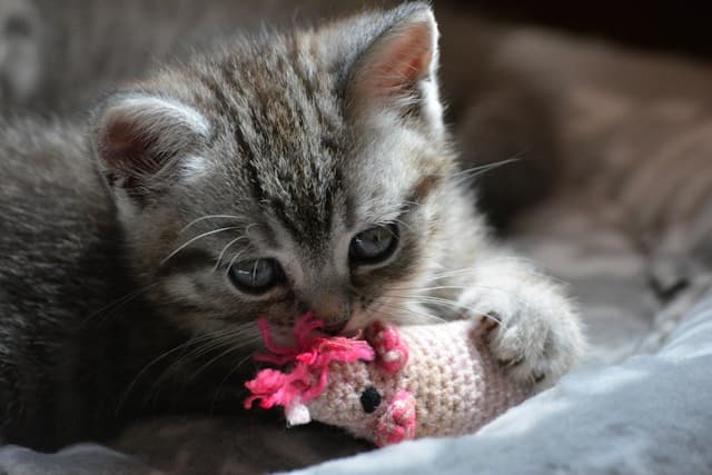 A gray kitten gnaws on a pink and beige crocheted toy mouse while lying on a soft surface, playfully reminding us of Pink Shirt Day's spirit of kindness and camaraderie.