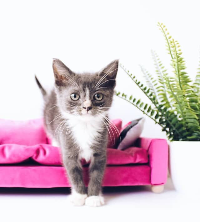 A gray and white kitten, embodying the spirit of Pink Shirt Day, stands on a pink pet sofa beside a lush potted fern against a pristine white background.