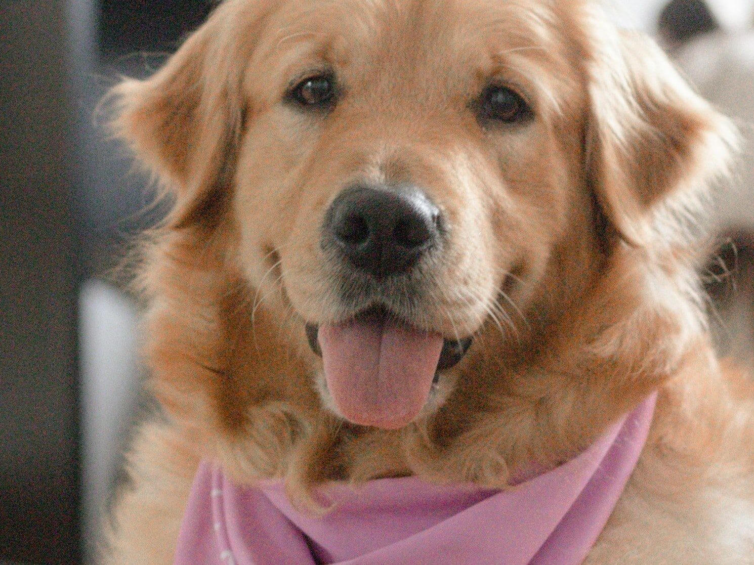 Golden retriever wearing a light purple bandana with the initials "L.F." sits indoors, looking at the camera with its tongue out—ready to show support for Pink Shirt Day, raising awareness for anti bullying day NZ.