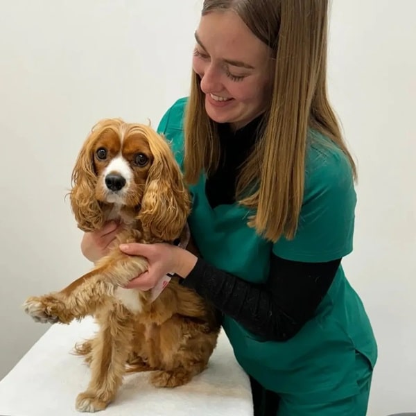 A woman in green scrubs, an adept osteopath, holds a brown and white dog on a table, smiling warmly at it. The dog looks forward, raising one paw as if acknowledging its gentle animal osteopathy session.