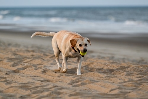 Exercise Induced Collapse in Labrador s: FAQ - PD Insurance