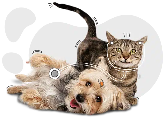 A small dog lies on its back next to a sitting tabby cat, both illustrated with medical-themed graphics like a stethoscope and a bandage, capturing the caring side of pet ownership highlighted in our latest pet cost survey.
