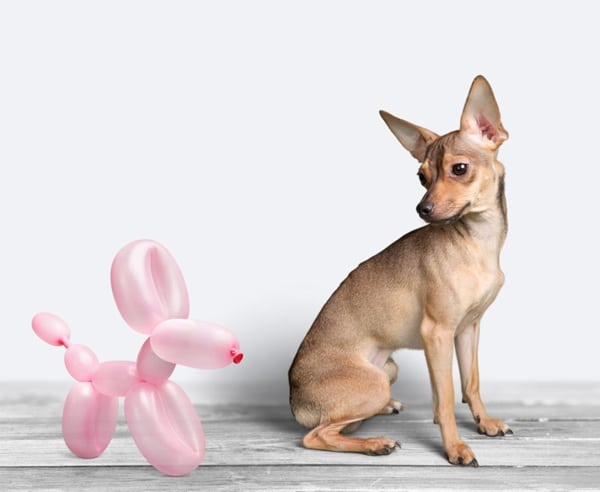 A small dog sits on a wooden floor, looking over its shoulder at a pink balloon animal shaped like a dog, with a plain light background—an adorable reminder of why pet insurance like PD Insurance matters.