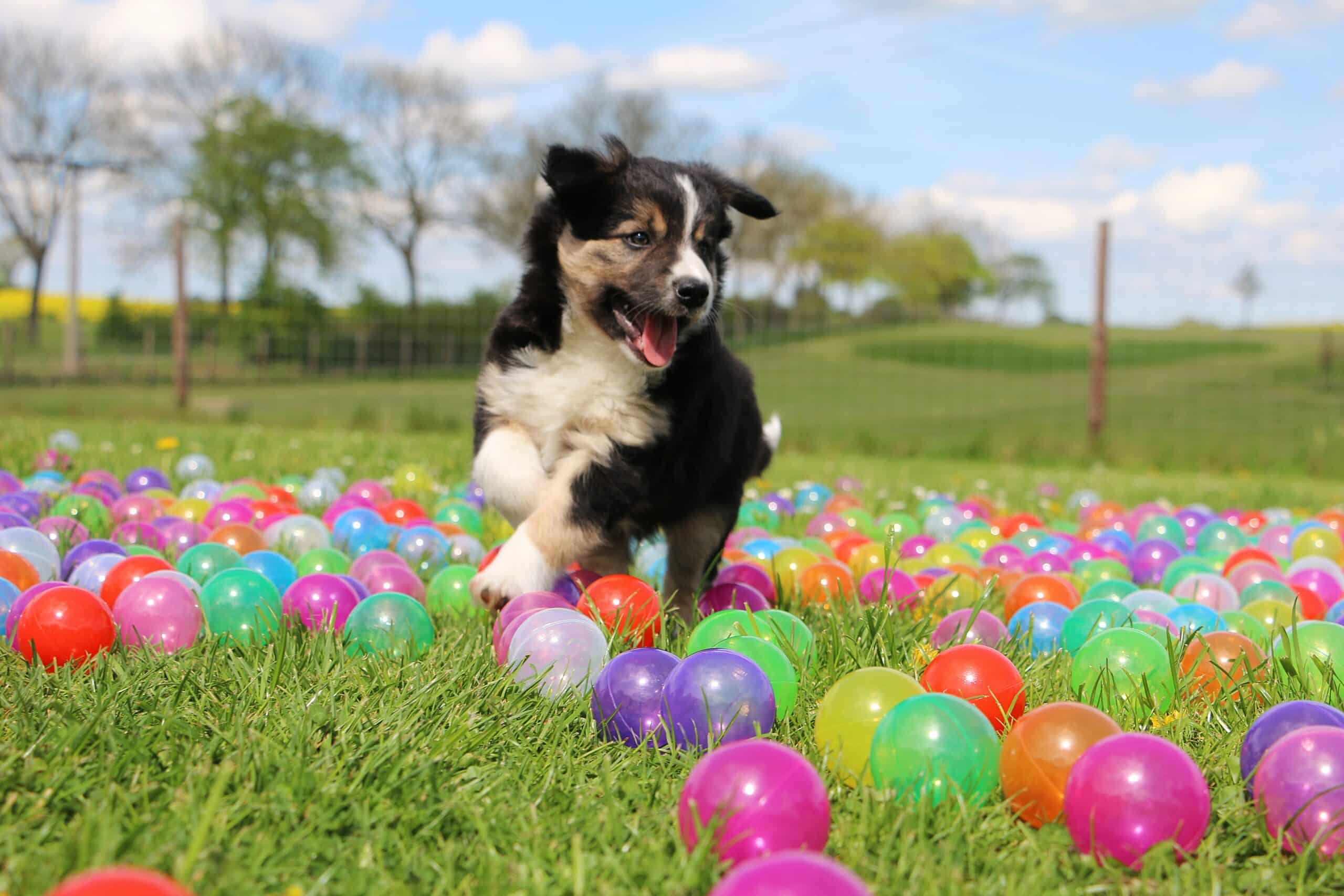 A black and white puppy runs joyfully through colorful plastic balls scattered on grass in an outdoor field, celebrating as PD turns five.