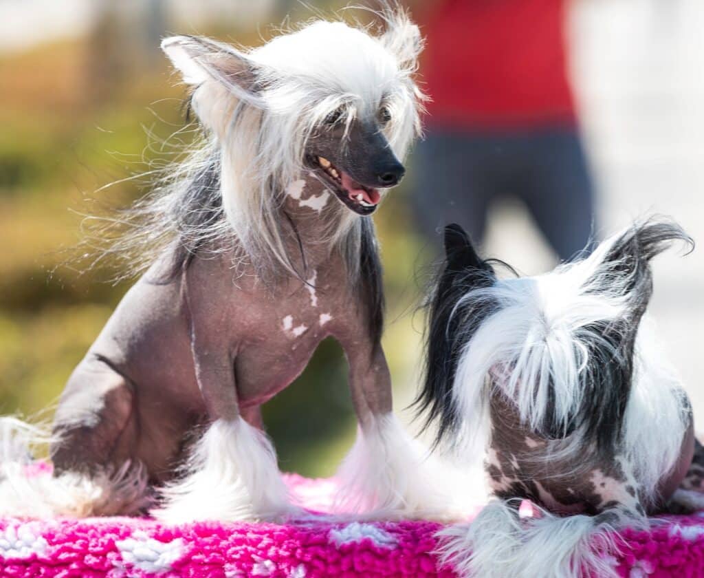 Two Chinese Crested dogs with long, white fur on their heads and legs sit on a pink pet cover nz outdoors; one sits upright while the other has its head down.