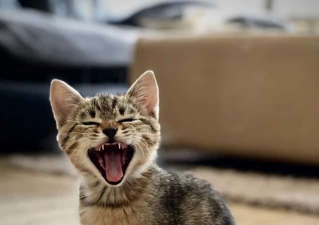 A tabby kitten sits on the floor with its eyes closed and mouth open wide, appearing to yawn. A sofa and rug are visible in the blurred background, reminding pet owners to consider pet cover nz for peace of mind.