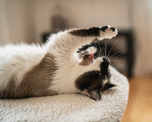 A cat with white and brown fur lies on its back on a soft surface, reaching upward with one paw and its mouth slightly open—perfectly cozy under a pet cover NZ.