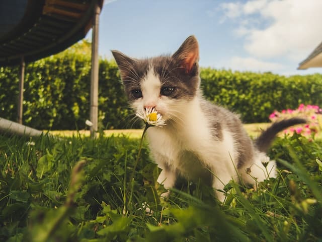 A gray and white kitten, possibly enjoying the outdoors during Pet Insurance Month, is sniffing a small daisy flower while sitting in the grass on a sunny day.