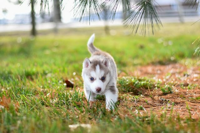 A small husky puppy walks on the grass under a tree, with pine needles and green grass in the background—an adorable moment that shows why many consider pet insurance month or finding a reliable pet cover NZ essential for peace of mind.