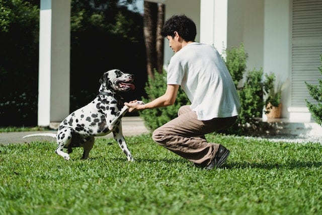 A person crouches on grass outside a house, holding a Dalmatian dog's front paw as the dog sits and looks at them—sharing a bond that makes pet cover NZ or pet insurance month worth considering.