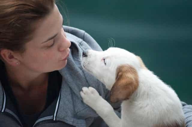 A vet in a gray jacket leans toward a white puppy with brown ears, who has its paw on her shoulder and is sniffing her face.