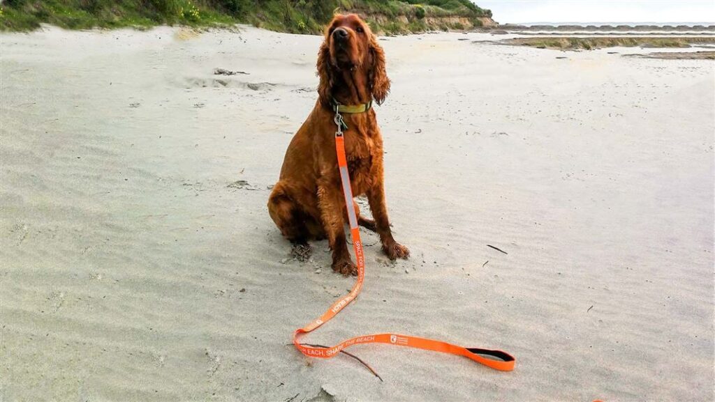 A brown dog with a collar and orange leash sits on a sandy beach, looking upward. The leash is extended in front, with dunes and sea in the background—a perfect moment for gifts for pet lovers or Fathers Day NZ celebrations.