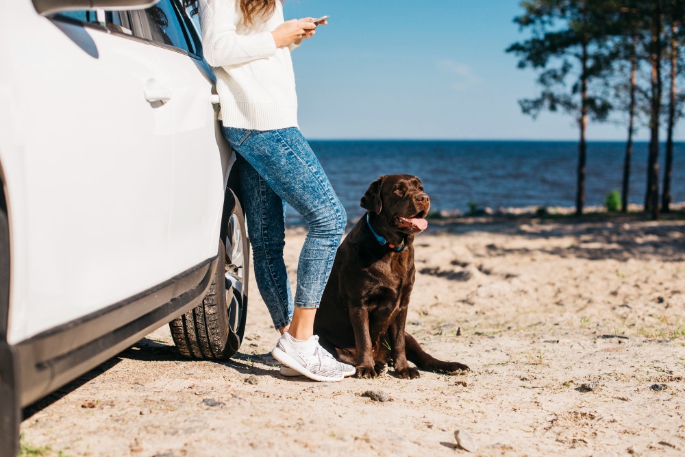 A person in jeans and sneakers leans against a white car on a sandy beach, using a phone. Their chocolate Labrador retriever, secured with a dog car harness for safety, sits beside them. Trees and water are in the background.