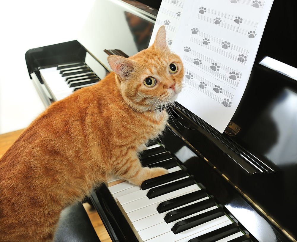 An orange tabby cat stands on the keys of a black piano, looking up, perhaps wondering, "Do cats like music?" Sheet music featuring paw prints rests on the stand.