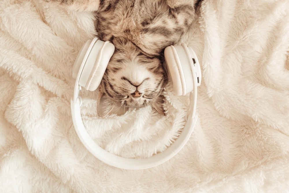 A tabby cat lies on a soft, cream-colored blanket with white headphones over its head, looking relaxed - making you wonder, do cats like music?