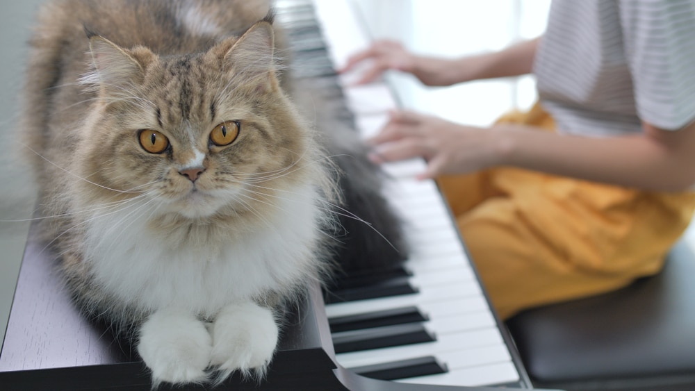 A fluffy cat lies on a piano keyboard, seemingly enjoying the melody as a person in yellow pants and a striped shirt plays in the background—making you wonder, do cats like music or even have their own cat playlist?.