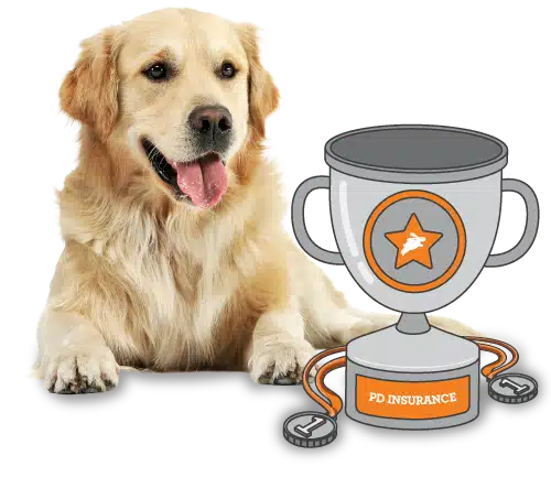 Golden retriever sitting next to a trophy and PD Insurance medals, showcasing the pride of pet insurance NZ on a white background.