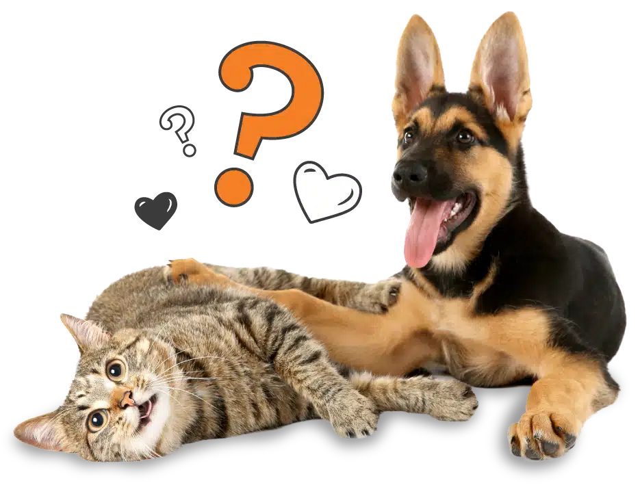 A tabby cat lies on its side next to a sitting German Shepherd puppy, with illustrated question mark, heart, and speech bubble icons behind them—perfect for highlighting pet insurance NZ options for your furry friends.
