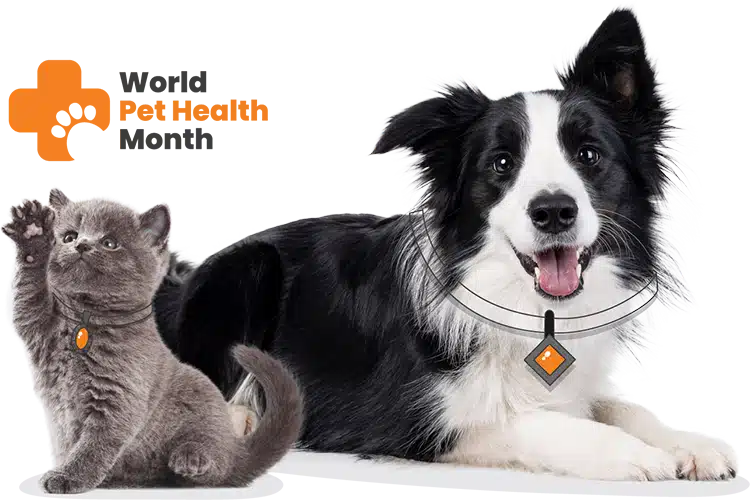 A gray kitten and a black-and-white dog wear matching orange and black collar tags in celebration of World Pet Health Month; the kitten raises its paw while the dog lies down, mouth open.