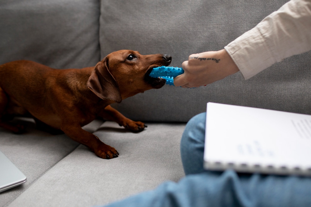 A small brown dog tugs on a blue chew toy held by a person sitting on a gray couch with an open notebook, pondering what makes PD different.