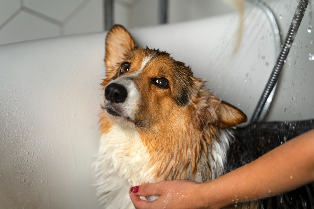A wet corgi is being washed in a bathtub, with water running over its head and a person’s hand holding its neck, while the classic wet dog odor fills the air.