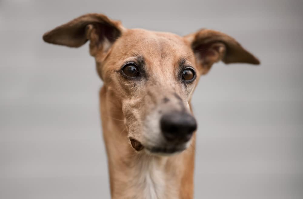 A close-up photo of a brown greyhound dog with large ears and expressive eyes, facing the camera. Capturing the spirit seen in many human-pet bond survey results, the background is plain and out of focus.