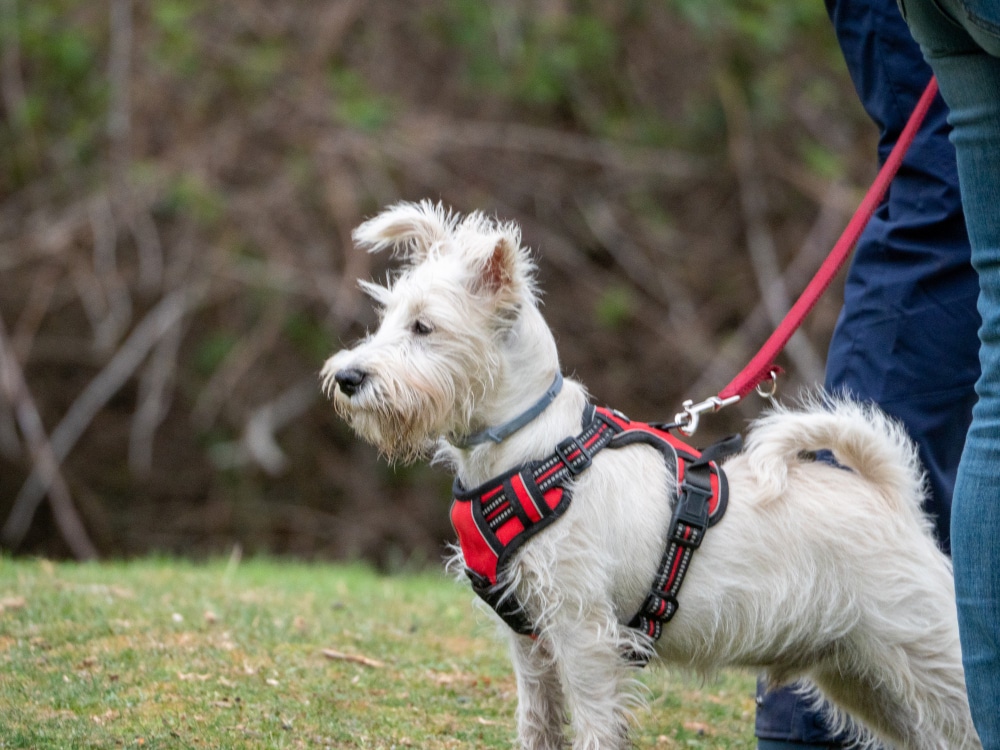 A small white dog wearing a red dog car harness stands on grass, attached to a red leash held by a person in blue pants.