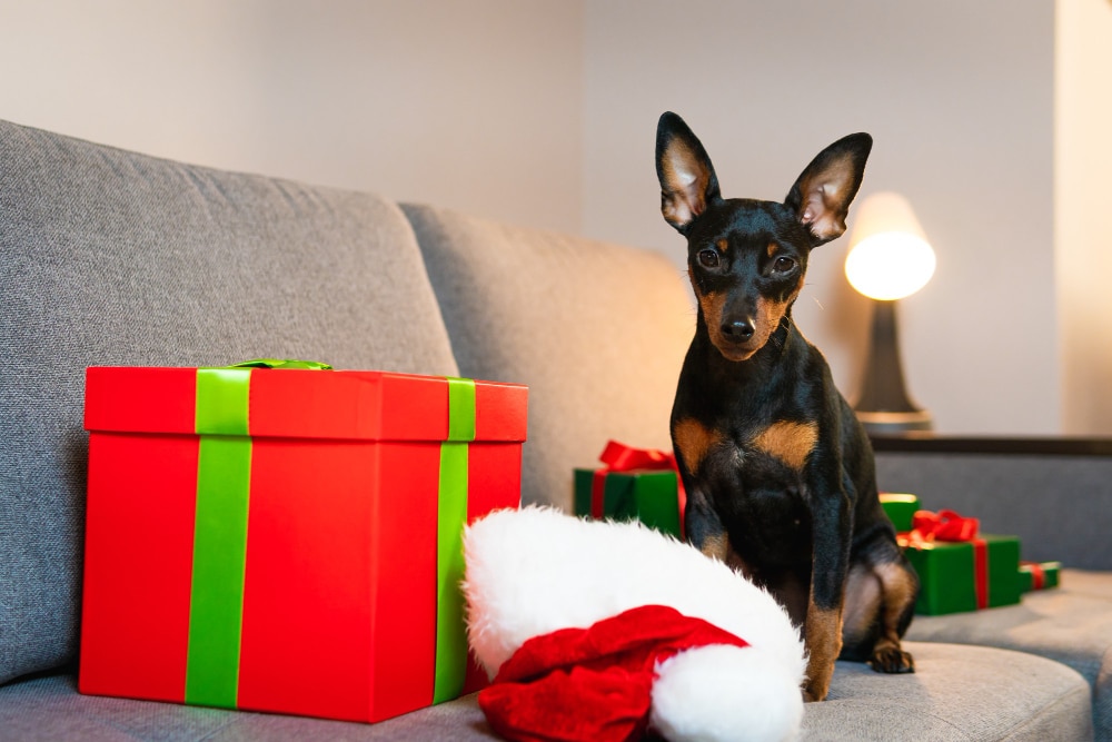 A small black and brown dog sits on a grey couch next to a red gift box with a green ribbon and a Santa hat, ready for dog Christmas fun. Consider dog insurance New Zealand to keep your furry friend safe this festive season.