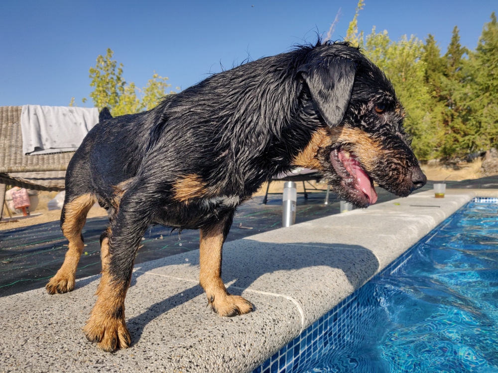 A wet black and brown dog stands on the edge of a pool, looking into the water, with trees, outdoor furniture, and that unmistakable wet dog odor lingering in the background.