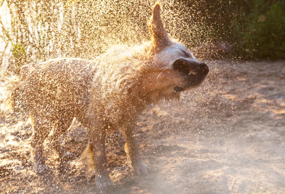 A wet dog shakes off water, creating a spray of droplets around its body while standing on a sandy surface in sunlight, capturing the essence of playful wet dogs.
