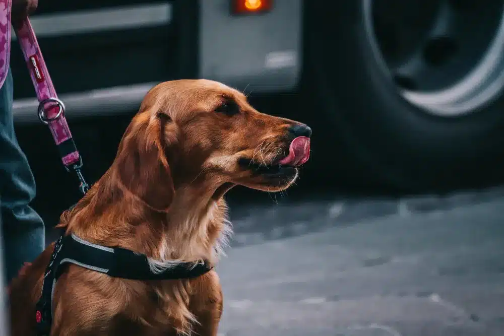 A golden retriever wearing a harness is on a leash, licking its nose while standing on a paved surface near a large vehicle tire, showcasing the connection highlighted in the latest human-pet bond survey.