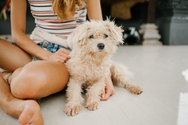 A small, scruffy light-colored dog sits on the floor next to a person in shorts and a striped tank top, cross-legged with one hand on the dog—sharing a sweet moment for World Pet Health Month.