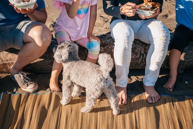 A small gray dog stands on a mat in front of three people sitting on a log, eating food from containers at the beach, enjoying World Pet Health Month together.