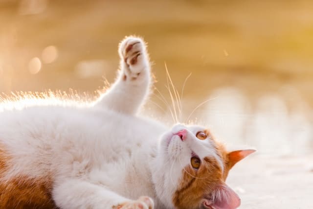 Orange and white cat lies on its side outdoors, raising one paw, with sunlight illuminating its fur and a blurred background—perfectly capturing the spirit of World Pet Health Month.