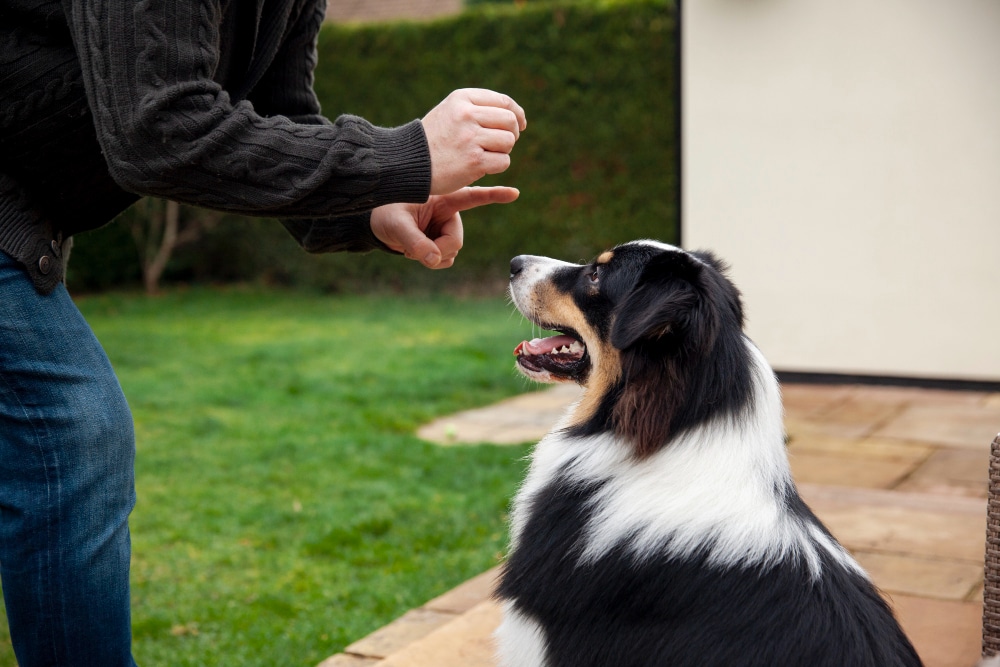 A dog trainer gives a hand signal to a black and white dog sitting attentively on a patio in a garden.