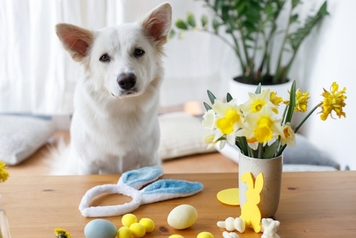 A white dog sits at a table with colorful eggs, yellow decorations, a vase of daffodils, and bunny ear headbands—perfect inspiration for your pet Easter tips!.