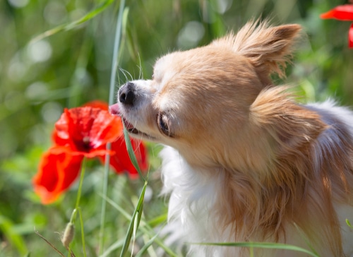A small, long-haired dog outdoors in tall grass sticks out its tongue near a red poppy flower, happily exploring—though tall grass can pose risks of foreign bodies or accidental ingestion.
