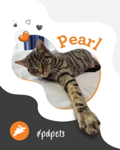 A tabby cat named Pearl lies on a bed with one front leg extended. Heart graphics float nearby, perfect for your pet wall. #pdpets.