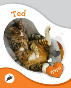 A tabby cat named Ted is lying on its back in a grey bed with its legs stretched out, dreaming of a pet wall. Heart icons and the hashtag #pdpet appear in an orange heart.