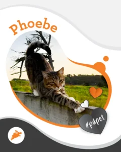 A tabby cat named Phoebe stretches on a pet wall at sunset, with a field and tree in the background. Decorative graphics and the hashtag #pdpet are included.