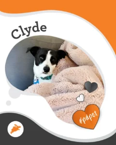 A black and white dog named Clyde lies on a couch, partially covered with a beige blanket. Decorative hearts, the #pdpet hashtag, and hints of a pet wall in the background add charm to the scene.