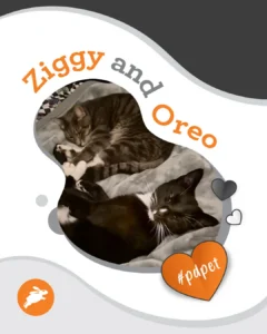 Two cats, one tabby and one black-and-white, lie together on a blanket. Text reads "Ziggy and Oreo" with a heart labeled "#pdpet," perfect for your pet wall, with small decorative hearts surrounding them.